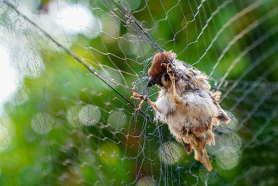 Close-up of spider on web