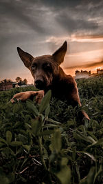 Portrait of dog on field