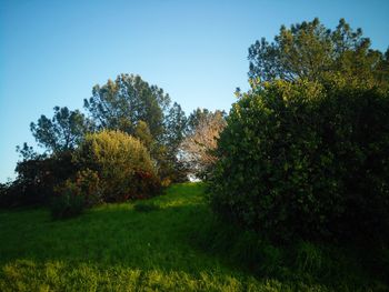 Trees on field against clear blue sky