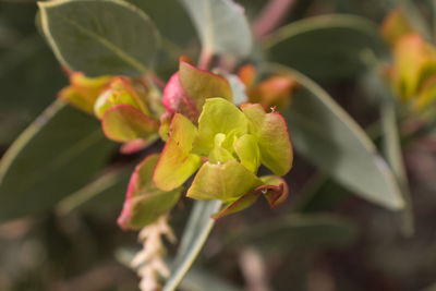 Close-up of pink flower growing on tree