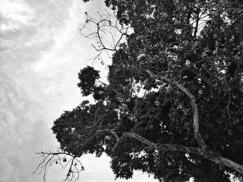 Low angle view of tree against sky