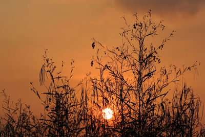 Silhouette plants against sky during sunset