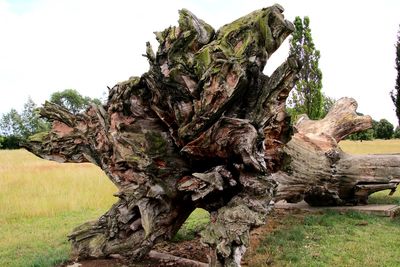 Dead tree on field against sky