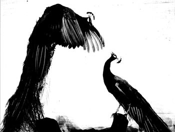 Side view of silhouette bird against sky