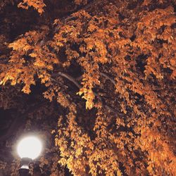 Close-up of illuminated tree in forest during autumn