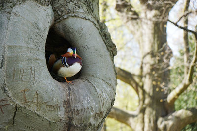 Mandarin duck in tree hollow