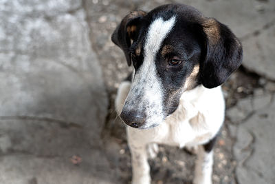 Close-up of dog looking away