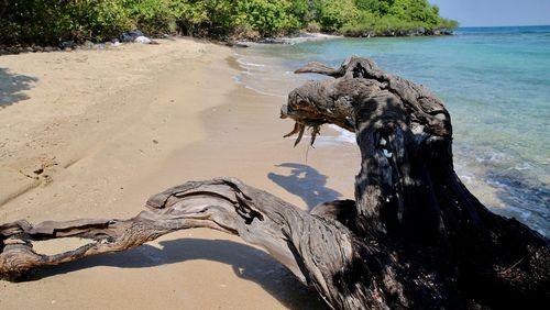 View of horse on beach