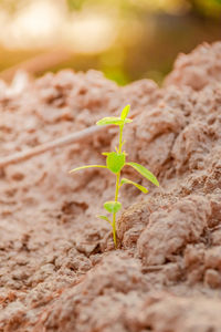 Close-up of small plant