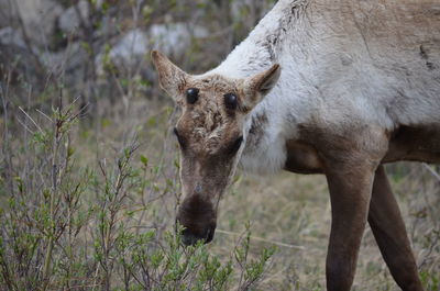 Caribou grazing along the highway heading north to liard