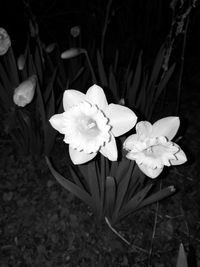 Close-up of flowers blooming outdoors