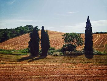 Trees on field against cloudy sky