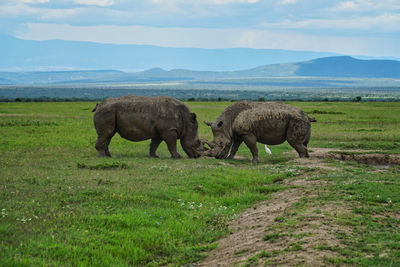 Rhino in a field