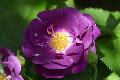 Close-up of purple flowering plant