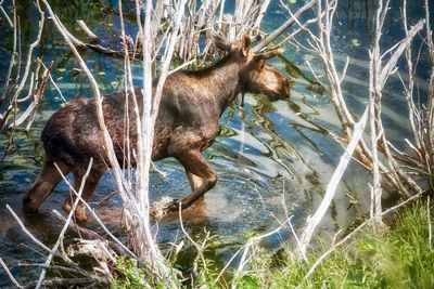 Side view of giraffe in lake