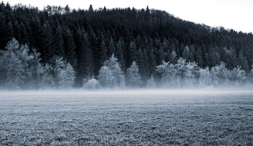 Trees in forest during winter