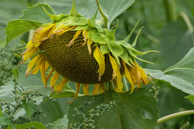 Close-up of yellow sunflower plant