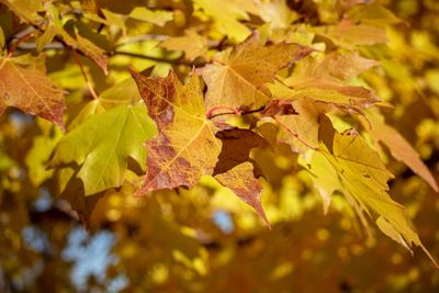 Close-up of maple leaves