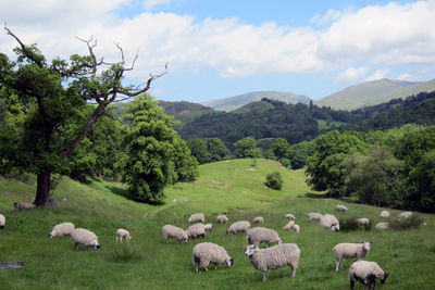 Scenic view of grassy field against sky