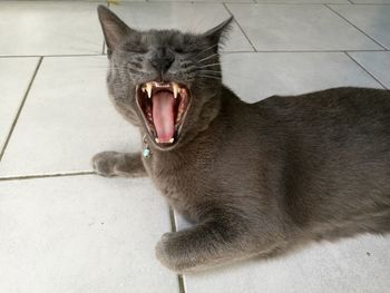 Cat yawning