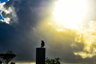 Low angle view of bird perching on a sunset