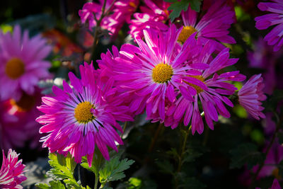 Purple chrysanthemums autumn garden. a flower bed in bright sunlight. beautiful abstract background