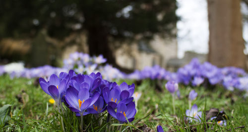 Close-up of purple flowers blooming in field