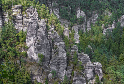 Scenic view of forest