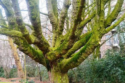 Close-up of tree branch