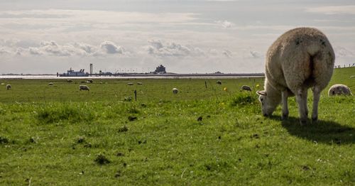 Sheep grazing on field against sky