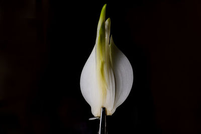 Close-up of white rose against black background