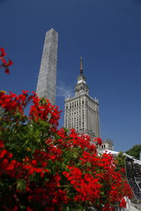 Red flowers against palace of culture and science