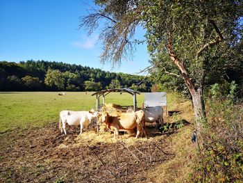 Cows on field by trees against sky