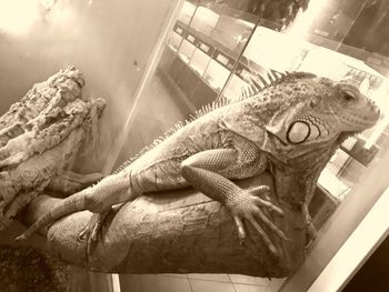 Low angle view of a lizard