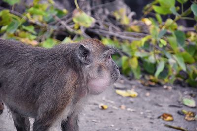 Macaque long tailed monkey phuket genus macaca gregarious monkeys cercopithecinae thailand asia