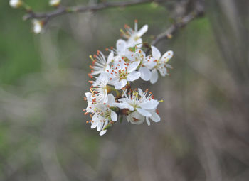 Close-up of white flowering plant