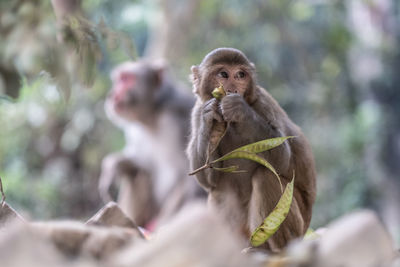 Monkey sitting outdoors