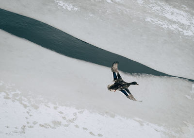 View of a bird flying over snow