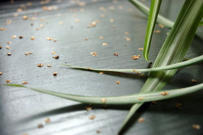 Close-up of plant growing in water