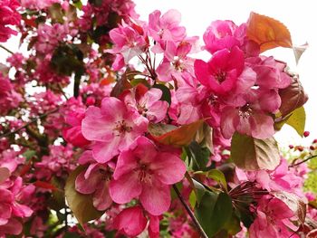 Low angle view of pink flowers blooming on tree