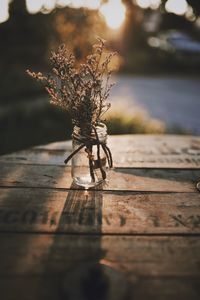 Close-up of plant on table