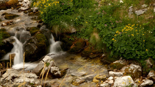 Scenic view of waterfall in forest