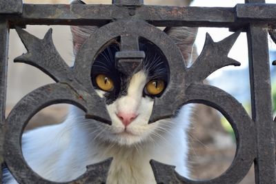 Close-up portrait of a cat