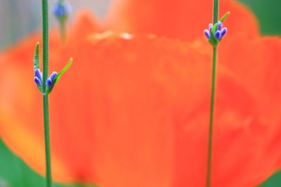 Close-up of red flowering plant