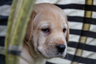 Close-up portrait of a dog