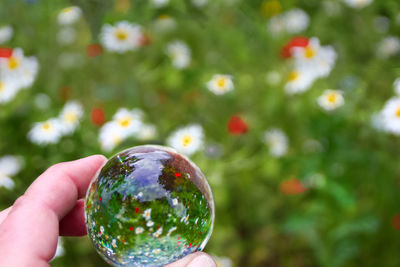 Close-up of hand holding glass of plants