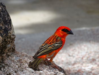 Close-up of bird perching outdoors