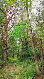 View of trees in forest