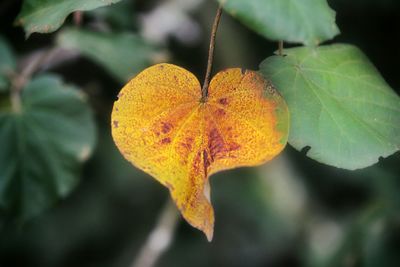 Close-up of leaves