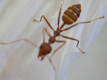 Close-up of insect